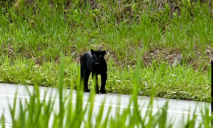Leopard_Rimba_Reuben Clements