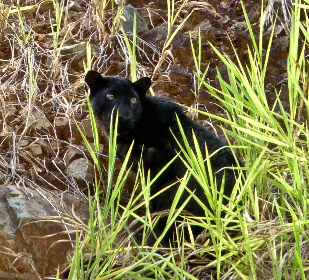 Leopard_Rimba_William