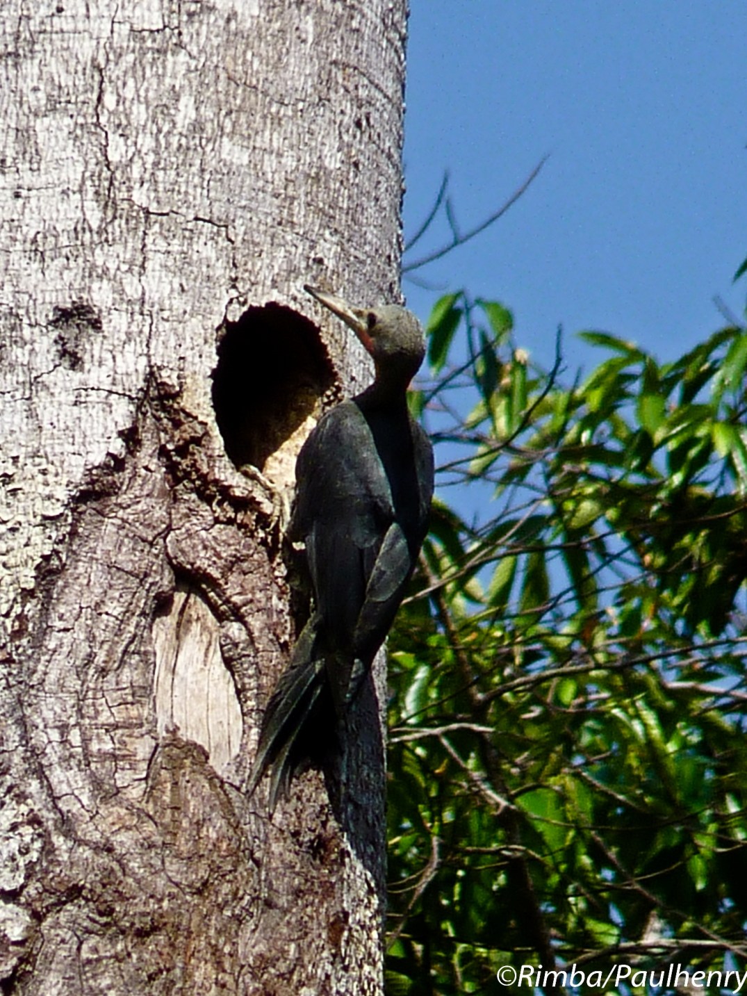 Great_Slaty_Woodpecker_Mulleripicus_pulverulentus_Rimba-1040877