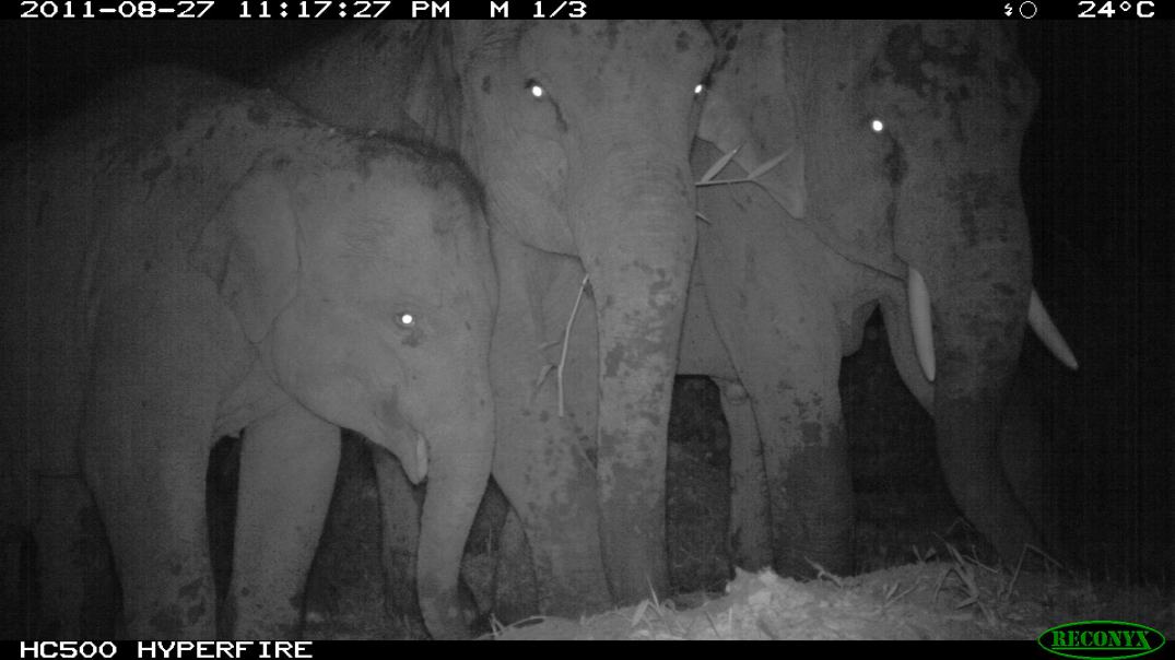 Asian Elephant family portrait