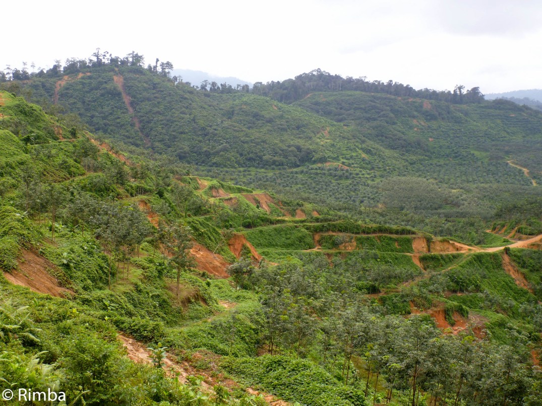 Conversion of forests to rubber, oil palm and eco-tourism infrastructure