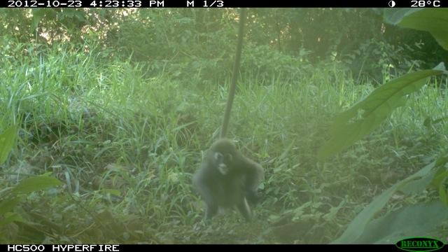 Dusky_leaf_langur