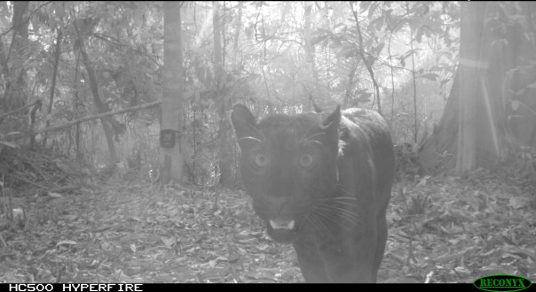 A melanistic (i.e. black) leopard caught on a camera trap in the Kenyir Wildlife Corridor. © Laurie Hedges / Rimba