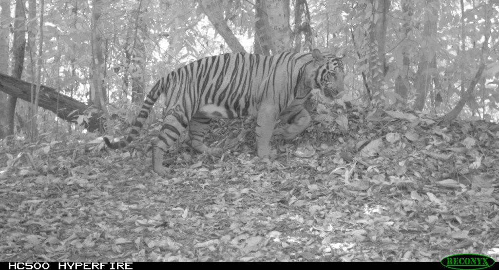 © Laurie Hedges / Rimba