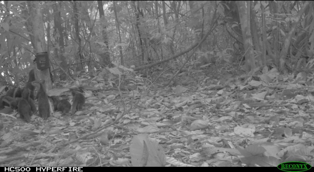 An inquisitive family of otters inspecting our camera