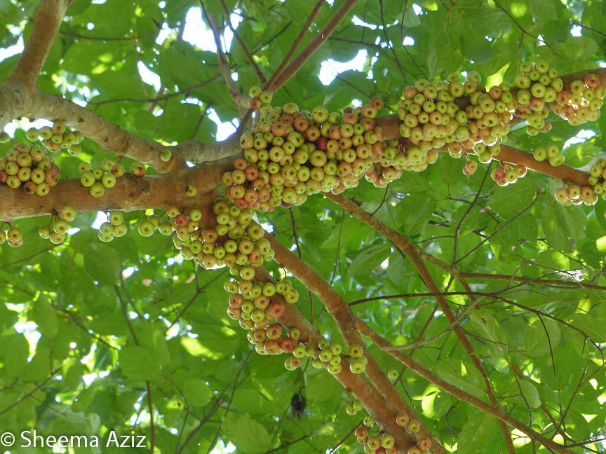 An abundance of fruit on an unidentified fig species along the Juara-Tekek trail