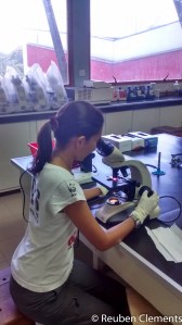 Studying pollen grains under a light microscope