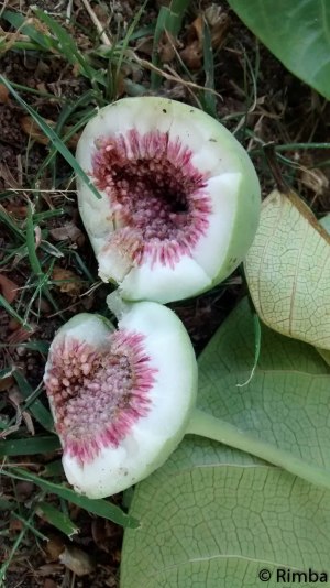 Collecting fresh figs from the forest will help us to identify seeds that we find in the faeces