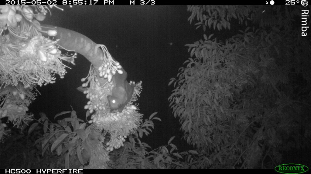 The reward for all that hard work! A flying fox hangs out on a flowering branch while snacking on sweet durian nectar