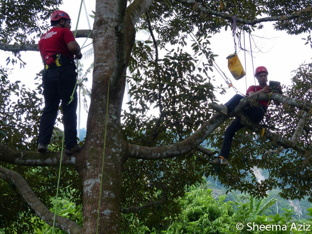 Putting camera/video traps up in durian trees require you to be nimble and flexible...