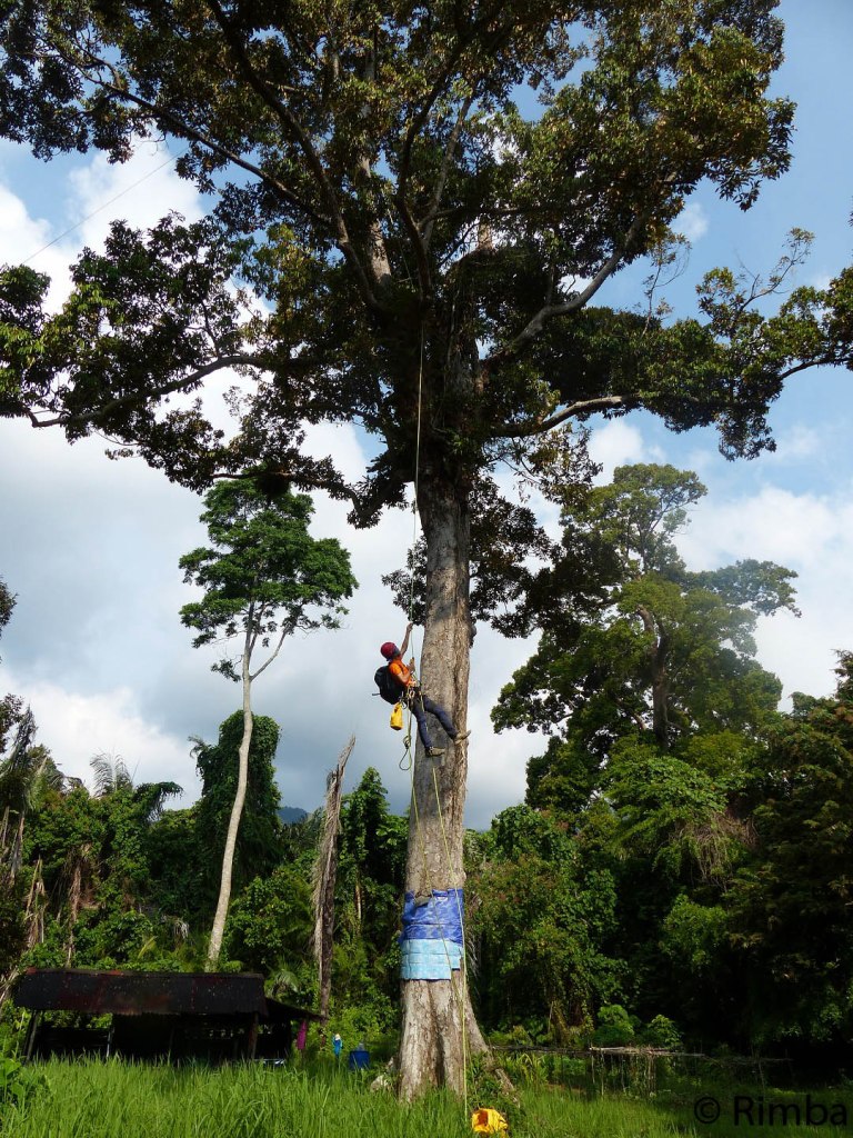 Once everything is in place and secured, Fizie makes the long climb all the way up the 90-year-old, 100-foot giant of the durian orchard