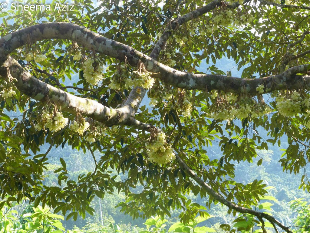 When we came back again in early May, the durian trees were adorned with delicate light yellow flowers in bloom