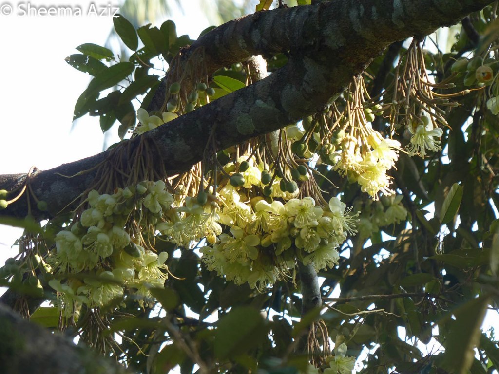 Beautiful bunches of blooming durian flowers