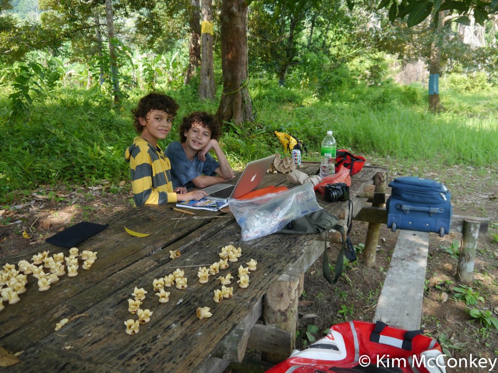 Meanwhile, on the ground, Kim's boys Sanjay and Ryan help us collect fallen durian flowers