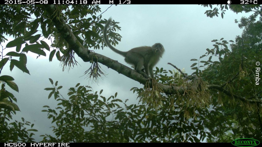 macaque