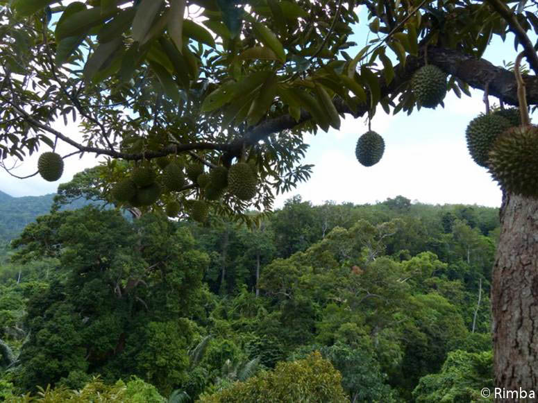 durian fruits
