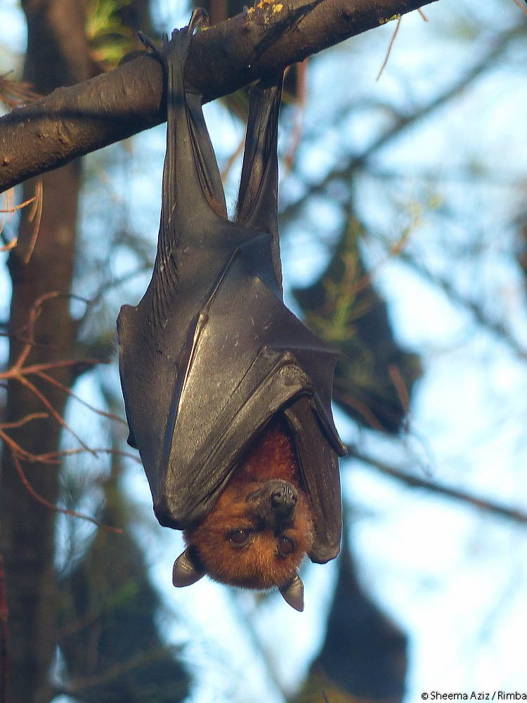 Island Flying Fox (Pteropus hypomelanus) on Tioman Island, Malaysia_COPYRIGHT SHEEMA AZIZ.jpg