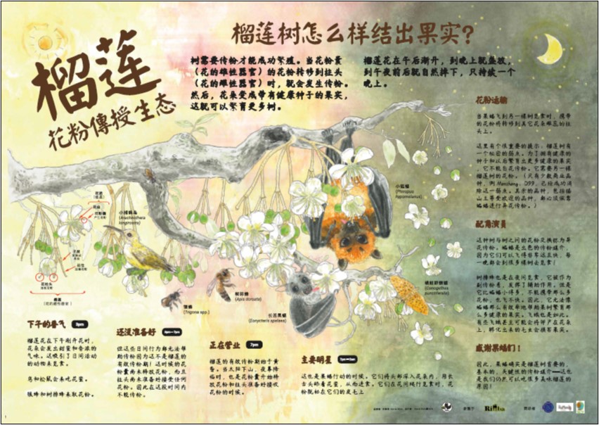 Durian Pollination Infographic_Chinese