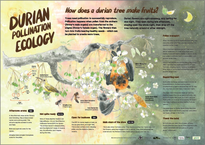 Durian Pollination Infographic_English
