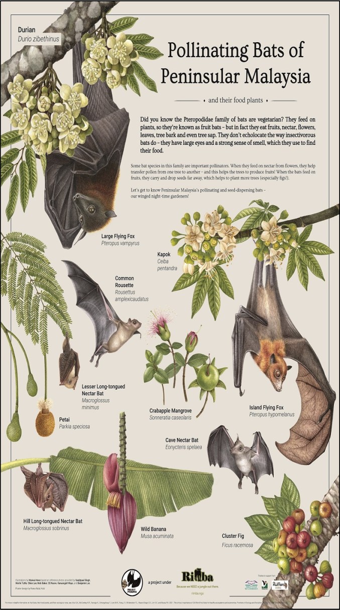 Pollinating Bats Poster_2021