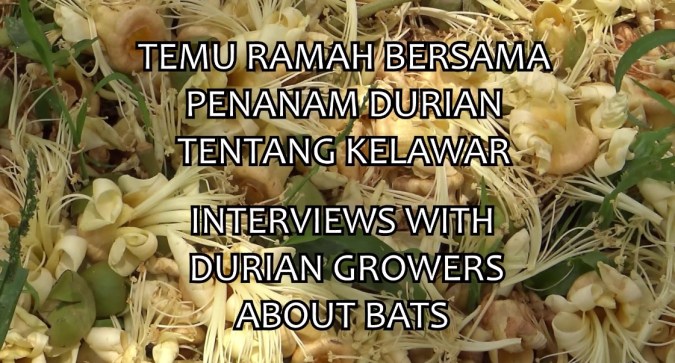 durian grower video screenshot