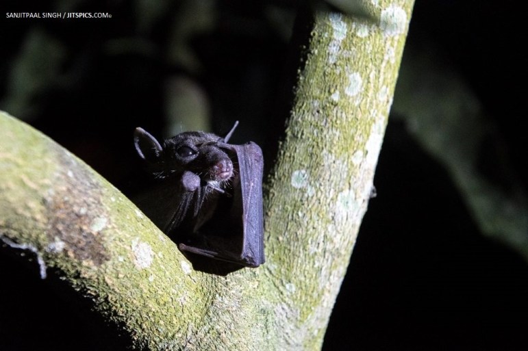 Eonycteris spelaea_Perlis_Sanjitpaal Singh
