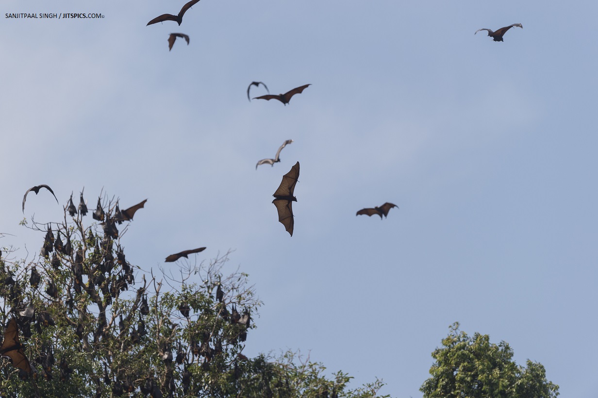 Pteropus vampyrus in Terengganu_copyright Sanjitpaal Singh_jitspicsdotcom