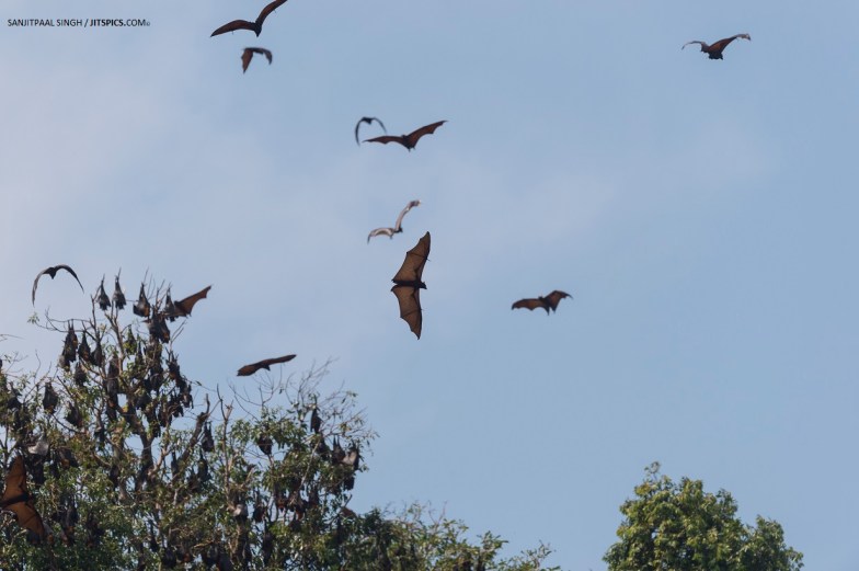 Pteropus vampyrus in Terengganu_copyright Sanjitpaal Singh_jitspicsdotcom